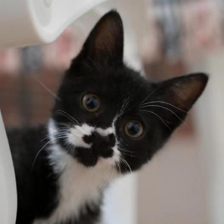 Blinkdl Peng Bo Github - Desktop Space Designs for Desktop