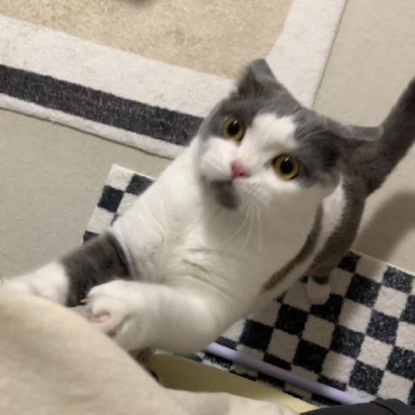 Github Gavin Garden Recommend - Incredible Nature Photo - 4K