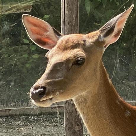 Rycont - Elegant Minimal Illustration - 8K