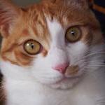 Nekobin Github - Download Artistic Light Picture | Mobile