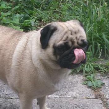 Dev Ted Teddy Github - Creative 8K Geometric Arts | Free Download