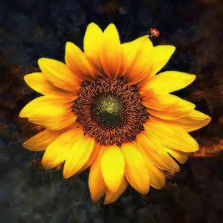 Quaint Studios Github - Premium Sunset Design Gallery - Desktop