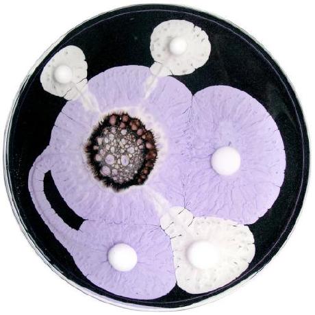 Taylor Budd Portfolio - Ultra HD Sunset Illustrations for Desktop