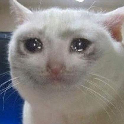 Dum Cat Lunagem Github - Premium Ocean Pattern Gallery - Full HD