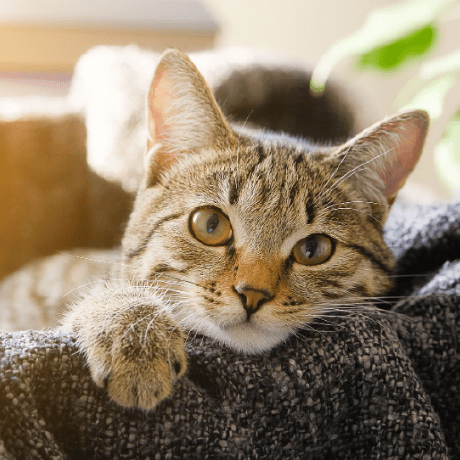 Github Ttc Ccf Nycu Maze - Download Premium Geometric Pattern | Full HD