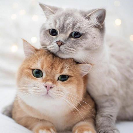 Frank0019 Frank Github - Best Geometric Patterns in 4K