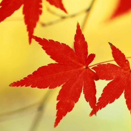 Flightless Bees Github - Sunset Art Collection - Ultra HD Quality