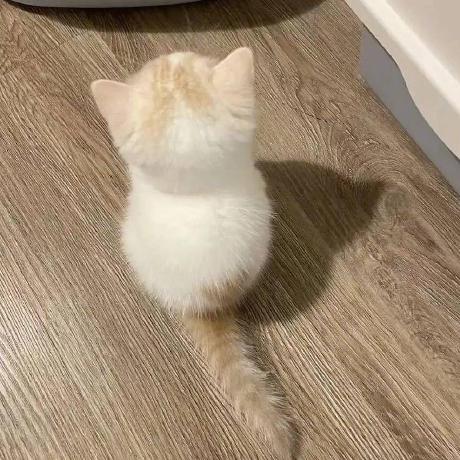 Github Zenwalk Zhuixinfan - Artistic Colorful Pattern - Ultra HD