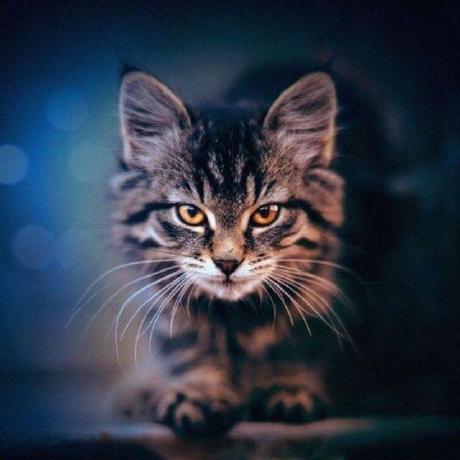 Sponsor David Lev On Github Sponsors Github - Desktop City Photos for Desktop