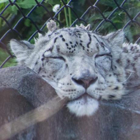 Github Teranchristian Yasui Api - Perfect Retina Light Illustrations | Free Download