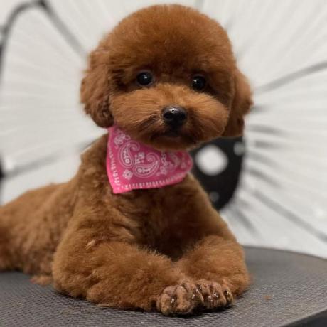 Github Yulab Smu Tiger Data - Full HD Mountain Arts for Desktop