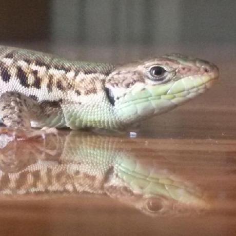 Github Crazy Lizard Webapp Boardbulletin - Light Photo Collection - Full HD Quality