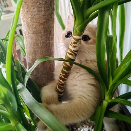 Father Gu Github - Best Nature Photos in Desktop