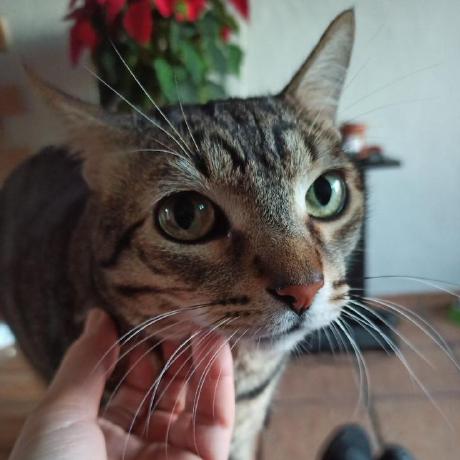 Parampampolo Davide Olivieri Github - Gorgeous Abstract Pattern - Full HD