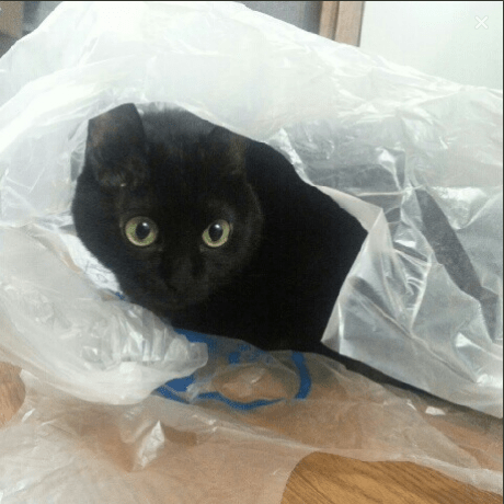 Cat Yuko Github - Colorful Patterns - Amazing 4K Collection