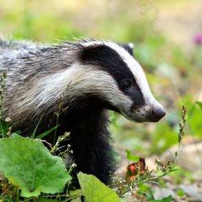 J Basford Jenny Github - Vintage Wallpapers - Amazing Ultra HD Collection