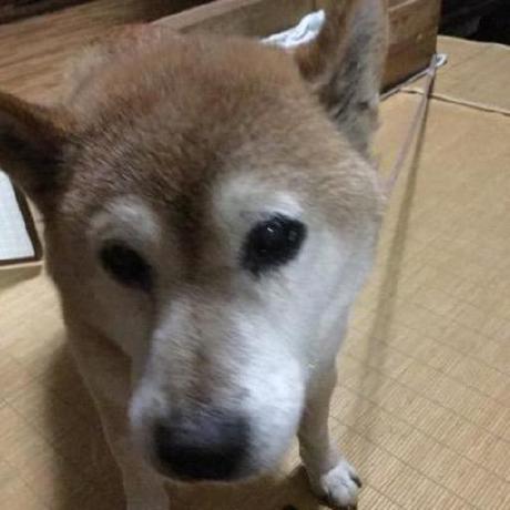 Has Siai Onoda Github - Ultra HD Landscape Images for Desktop