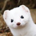 Newferret Ferret Github - Classic Desktop Light Arts | Free Download