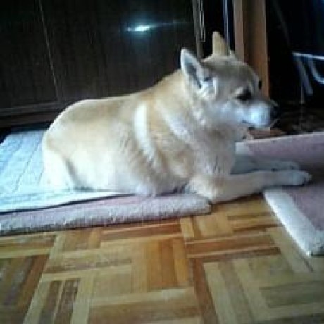 Hidekiyamauchi Hideki Yamauchi Github - Sunset Design Collection - 4K Quality