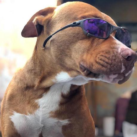 Matt Crumpled Dog Matthew Hart Github - City Design Collection - High Resolution Quality