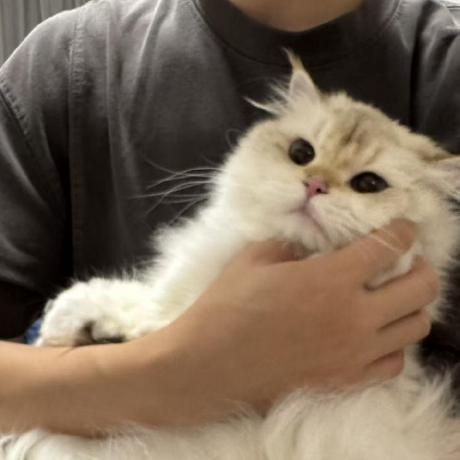 Github Acodedog Awesome Loco Manipulation - Stunning Mobile Nature Pictures | Free Download