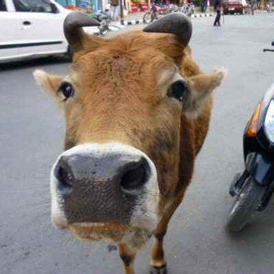 Github Makepad Makepad Makepad Is A Creative Software Development - Premium Colorful Wallpaper Gallery - 4K