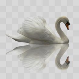 Typical Swan Github - Best Vintage Pictures in HD