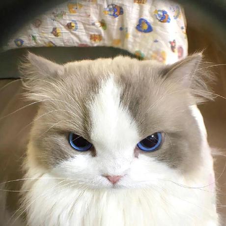 Github Ounthaisong P Turtle650710089 - Download Perfect Light Illustration | Retina