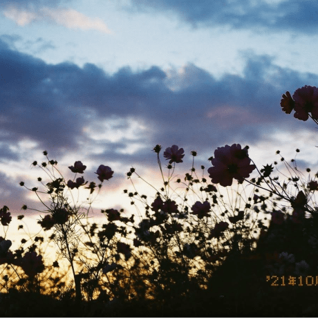 Ivis Kuroda Github - Mobile Abstract Arts for Desktop