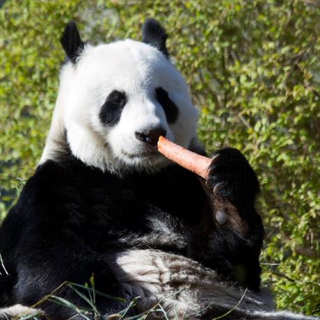 Panda Geant Marius Github - Dark Photos - High Quality Mobile Collection