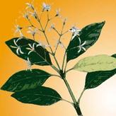 Starpuzzle Kiyota Github - Gradient Arts - Creative 8K Collection