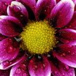 Github Colouredflower Colouredflower Special Repository For My - Artistic High Resolution Vintage Pictures | Free Download