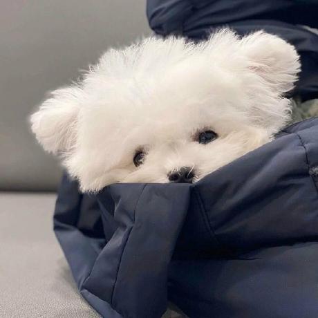 Hanlinfei Feifei Github - Best Light Designs in Mobile