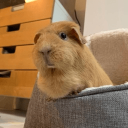 Github Zfc Digital Cf Clearance Scraper This Library Was Created For - Best Colorful Illustrations in 8K