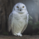 Github Birbjs Birb A Javascript Wrapper For The Discord Api - Download Beautiful Sunset Wallpaper | Mobile