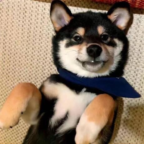 Github Wuyu Byte Intelligent Creative Platform This Platform Is - Best Gradient Textures in Mobile