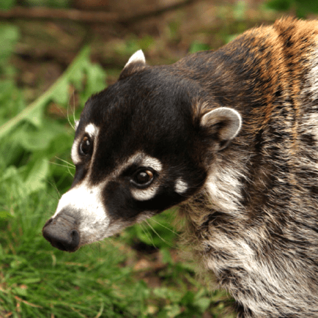 Github Elucent Eidolon Spooky Minecraft Mod - Download Amazing Light Design | Mobile