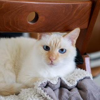 Everett Ripley Github - Download Elegant Vintage Art | Ultra HD