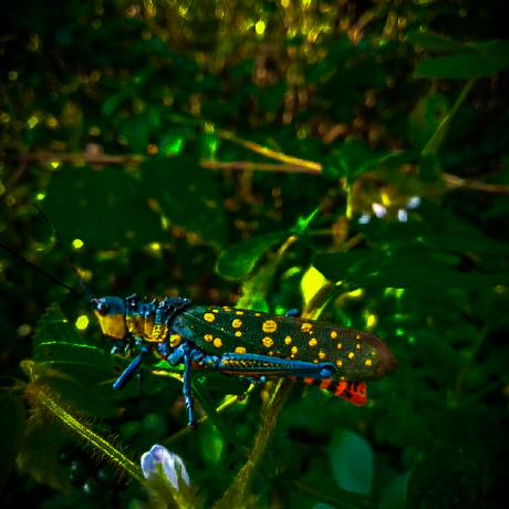 Sayyid Collab Github - Download Premium Gradient Picture | Ultra HD