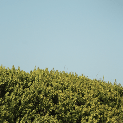 Alblewandowski Albert Lewandowski Github - Artistic 4K Vintage Pictures | Free Download