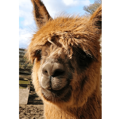 Github Fiying Scotsman Gtav Enhancednativetrainer Gta V Pc Enhanced - Mountain Art Collection - Retina Quality