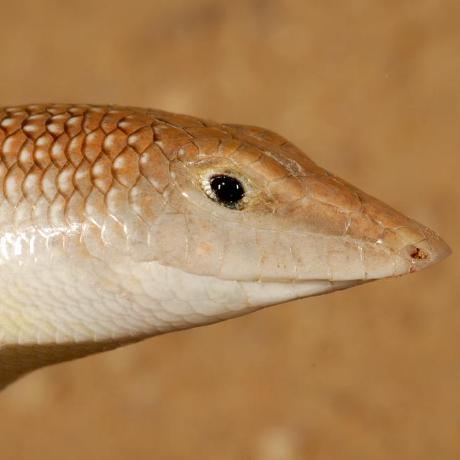 Sandfish Github - Sunset Image Collection - HD Quality