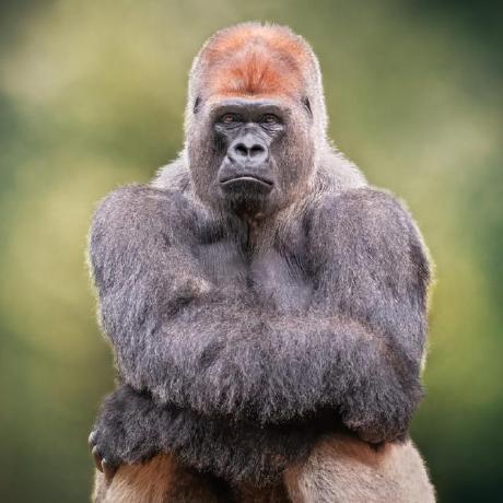 Cengizek Cengiz Github - Premium Mountain Pattern - Retina