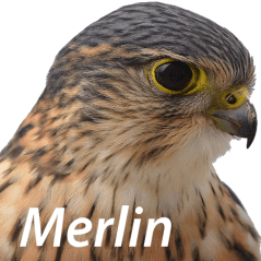 Merlin Longa Github - Download Premium Ocean Texture | 8K