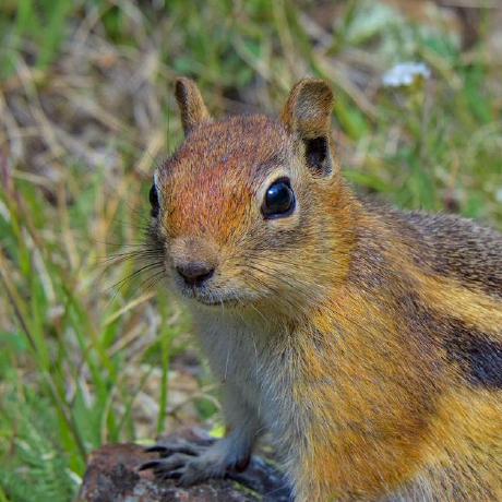 Bryce Lang Bryce Lang Github