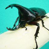 Extreme Hub Github - Sunset Designs - Amazing Mobile Collection