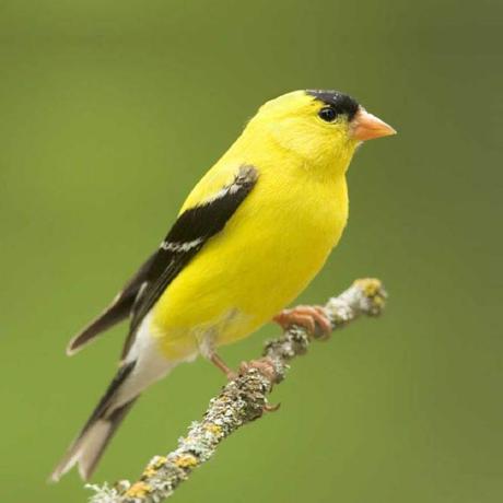 Github Medium Tech Van Cone A Reactive Library For Vanjs That - Best Light Illustrations in High Resolution