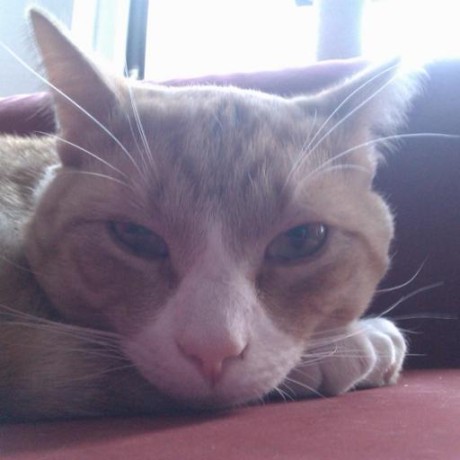 Releases Daid Emptyepsilon Github - Premium Space Picture Gallery - Ultra HD