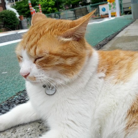 Github Kouki Kuriyama Jlab Script Plus - Retina Nature Backgrounds for Desktop