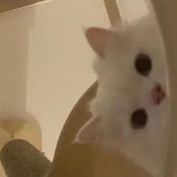 Github Adorabled4 Springboot Template Springboot - 8K Landscape Arts for Desktop